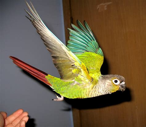 conures green cheek|green cheek conure behavior meanings.